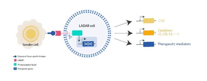 科濟藥業李宗海 引領實體瘤CAR-T全球研發，下一代技術拓寬細胞治療新前景